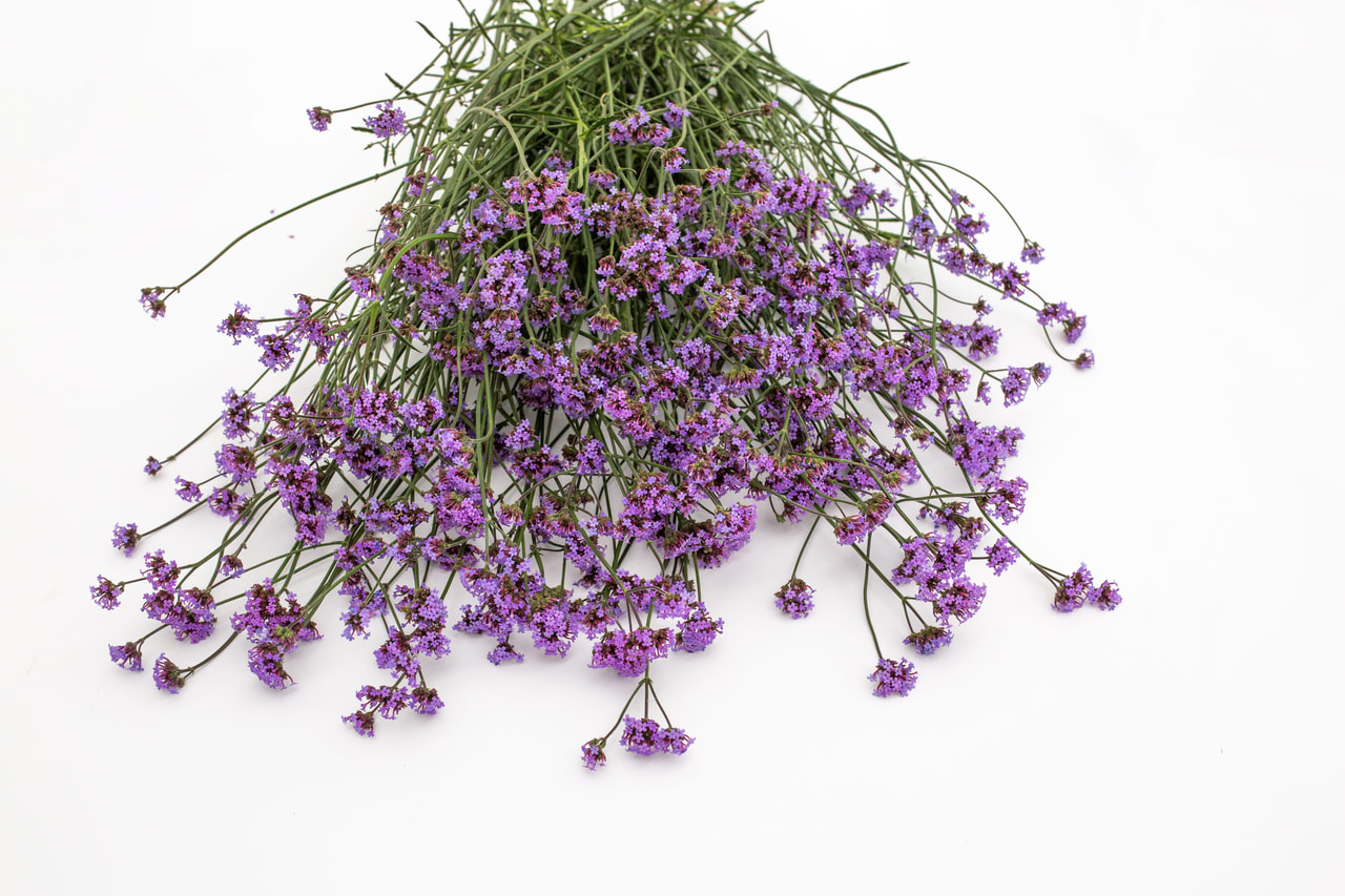 Rautayrtti Vanity, Loukykvět