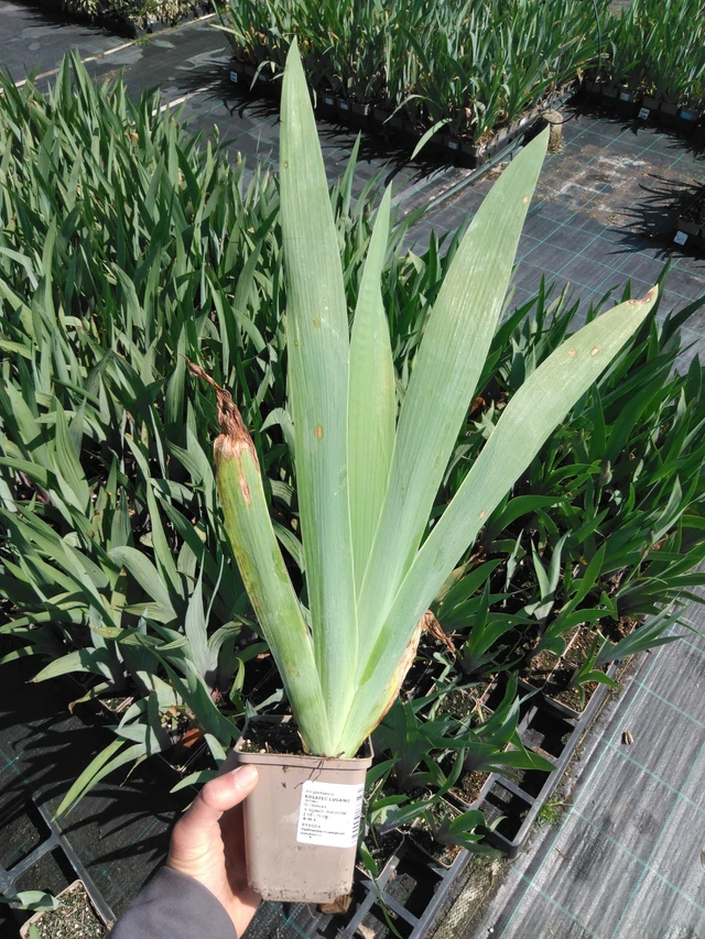 Kurjenmiekka Lugano - 13. 5. 2025