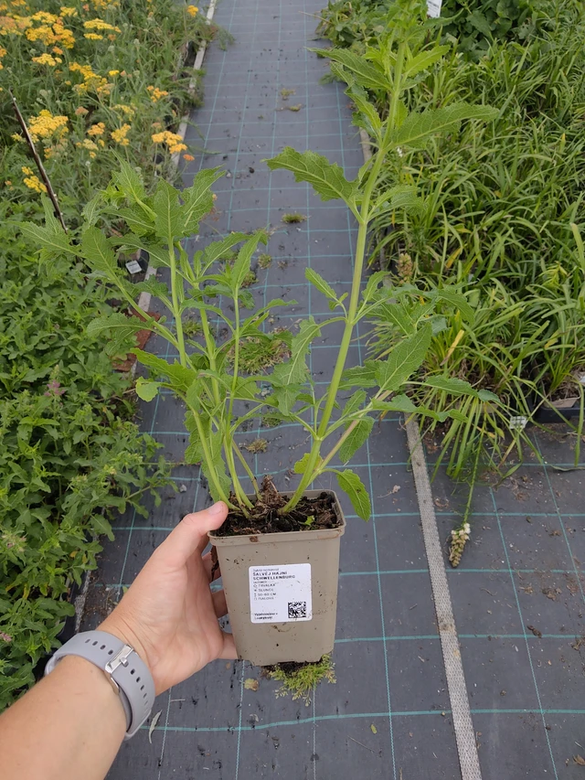 Lehtosalvia Schwellenburg - 10. 9. 2025