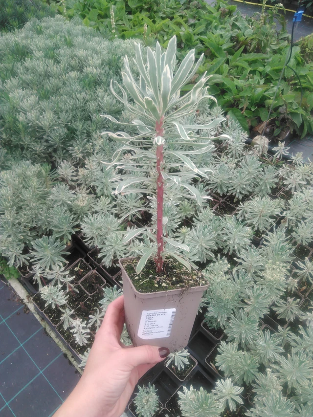 Euphorbia Silver Swan - 2024