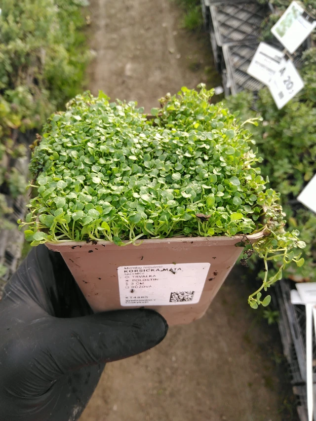 Korsikanminttu - 31. 10. 2025