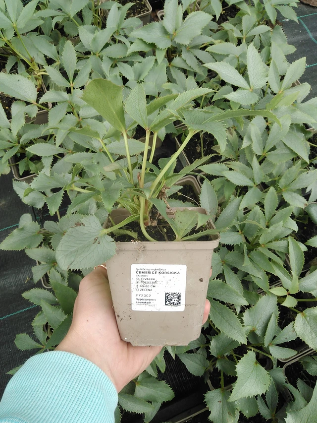 Korsikanjouluruusu - 9. 6. 2025