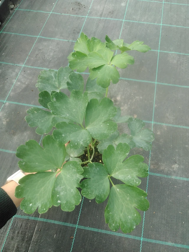 Lehtoakileija Nora Barlow - 17. 7. 2025