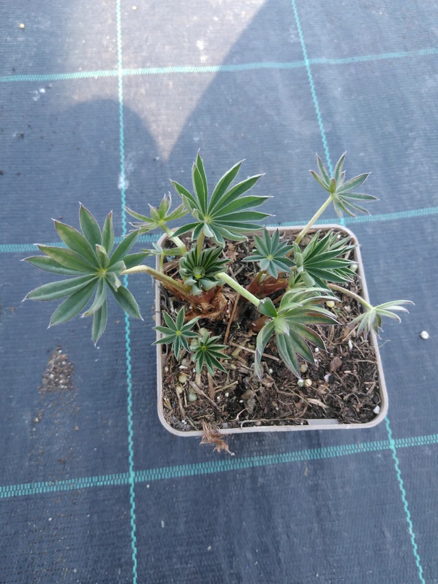 Lupiini Band of Nobles Kastellan - 3. 4. 2025