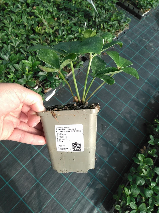 Jouluruusu Double Ellen White Spotted - 11. 7. 2025