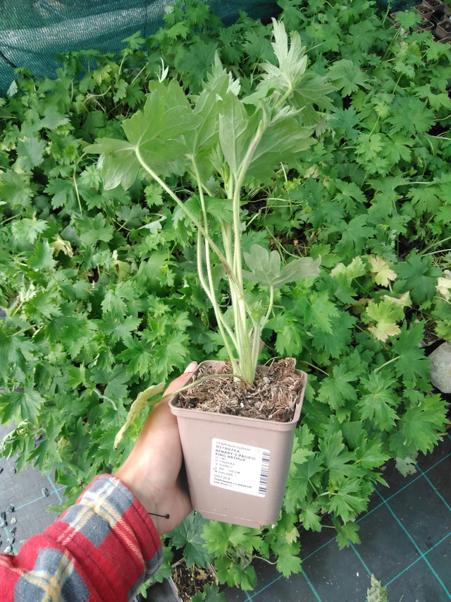 Espuela de caballero Benary’s Pacific King Arthur - 2024