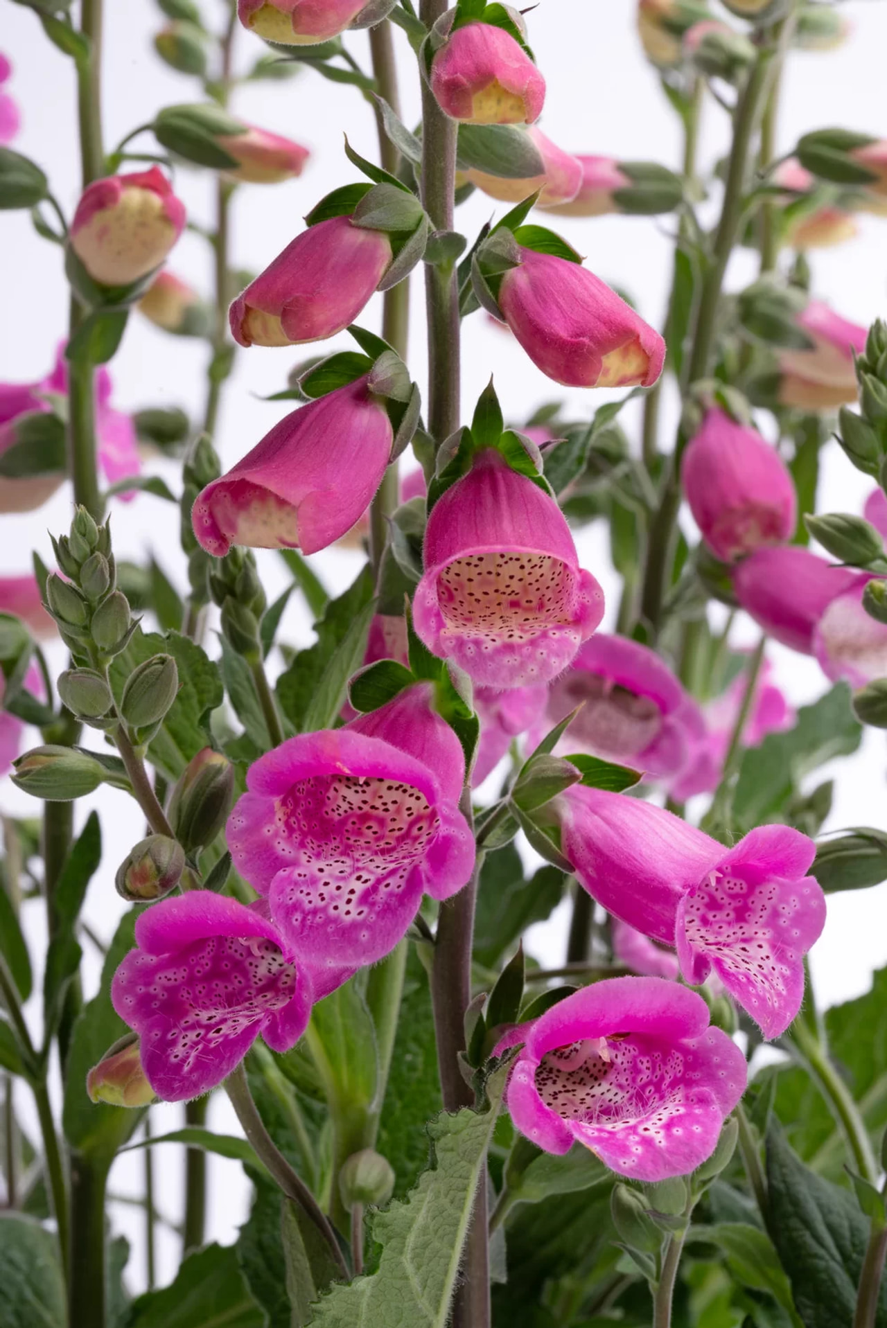 Dedalera Hanabee Deep Rose, Loukykvět