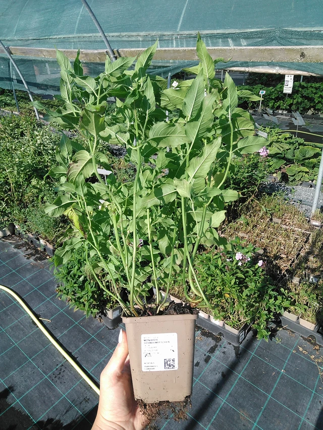 Monarda Schneewittchen - 13. 7. 2026