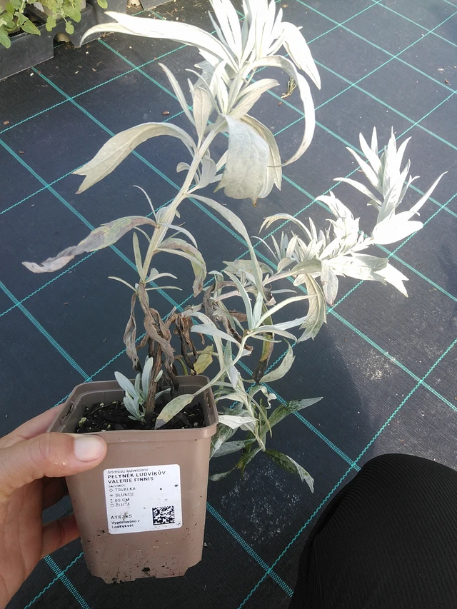 Artemisia ludoviciana Valerie Finnis - 11. 9. 2025