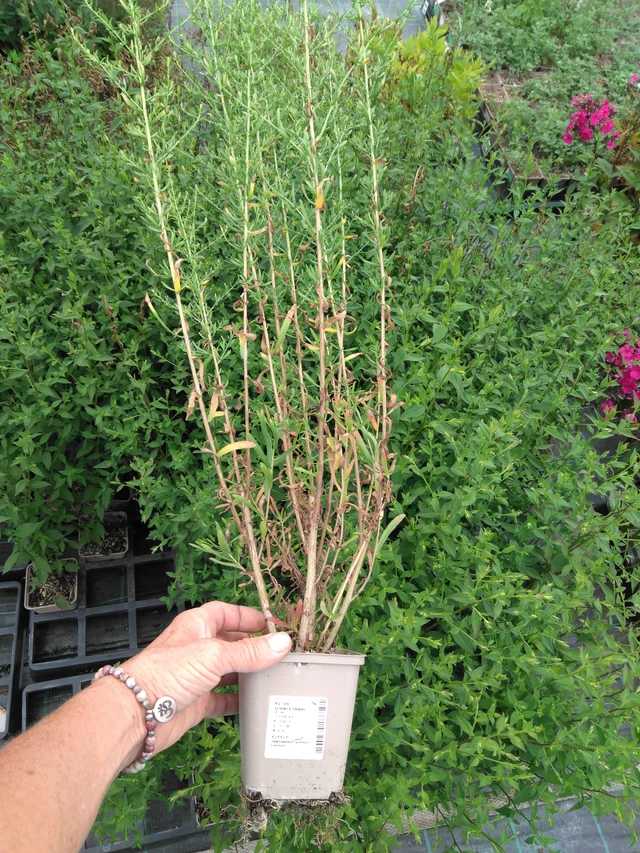 Asteri Schneetanne - 2024