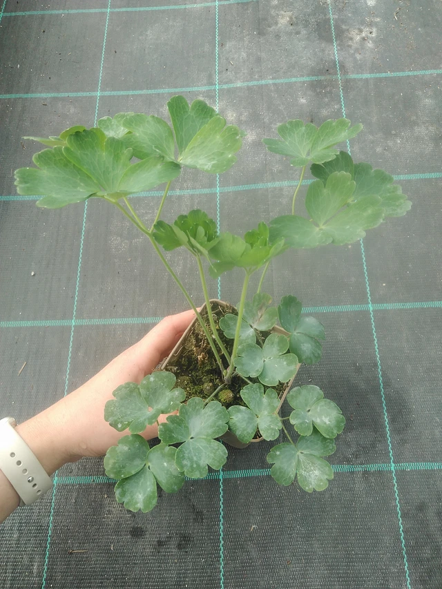 Lehtoakileija Rose Barlow - 17. 7. 2025