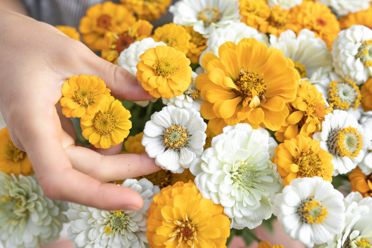 Zinnia Sun & Snow Mix, Loukykvět