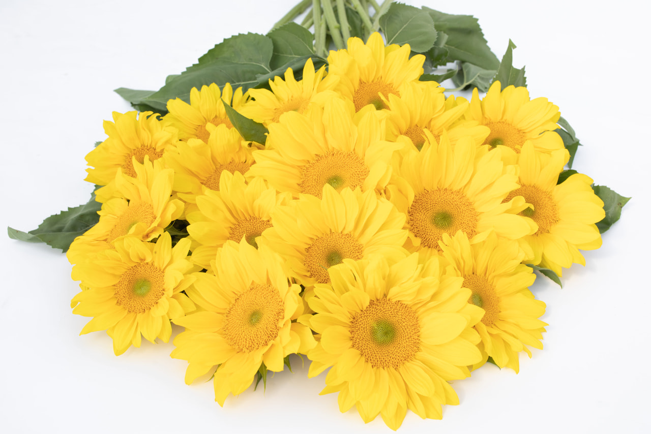 Zonnebloem ProCut Yellow Lite, Loukykvět