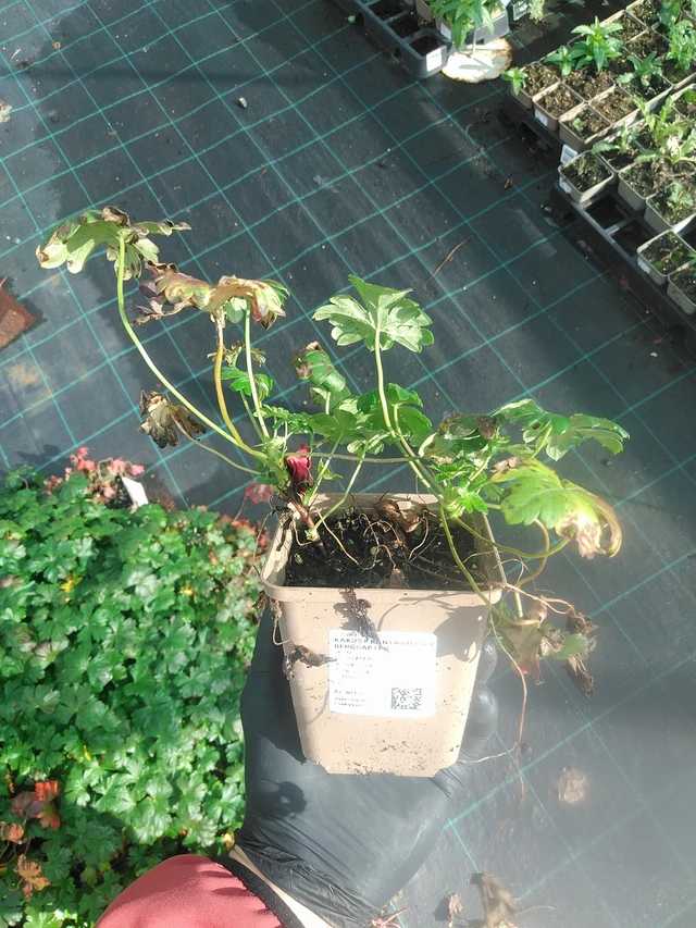 Peittokurjenpolvi Berggarten - 13. 10. 2025