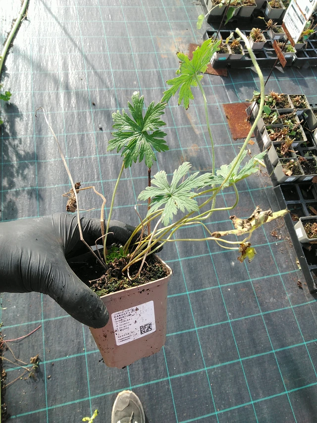 Kyläkurjenpolvi Striatum - 31. 10. 2025