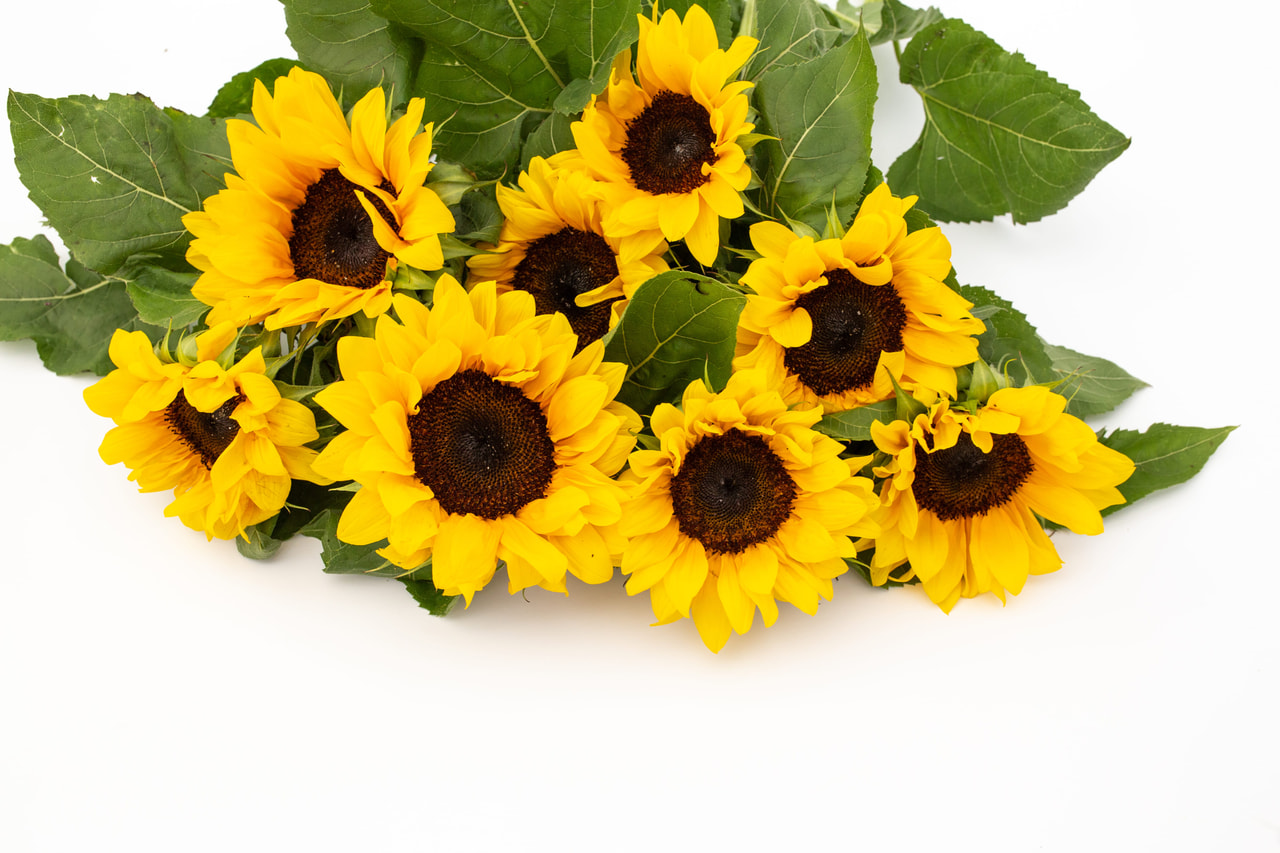 Zonnebloem ProCut Brilliance, Loukykvět