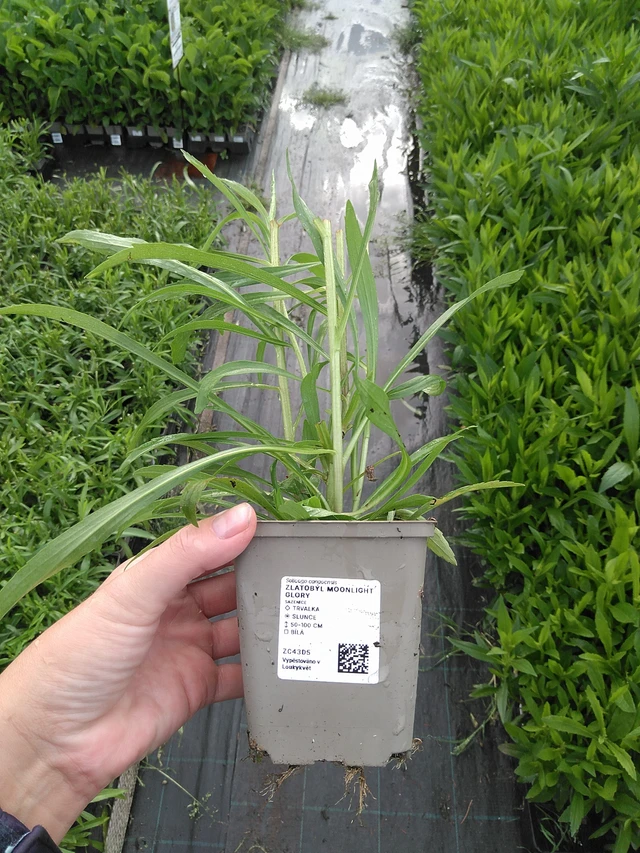 Piisku Moonlight Glory - 11. 7. 2025