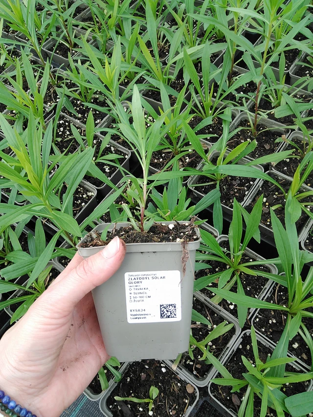 Vara de oro Solar Glory - 9. 6. 2025