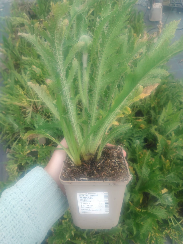 Idänunikko Beauty of Livermere - 2024