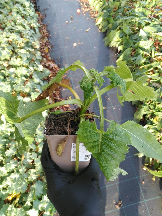 Salvia pratensis Swan Lake - 31. 10. 2025