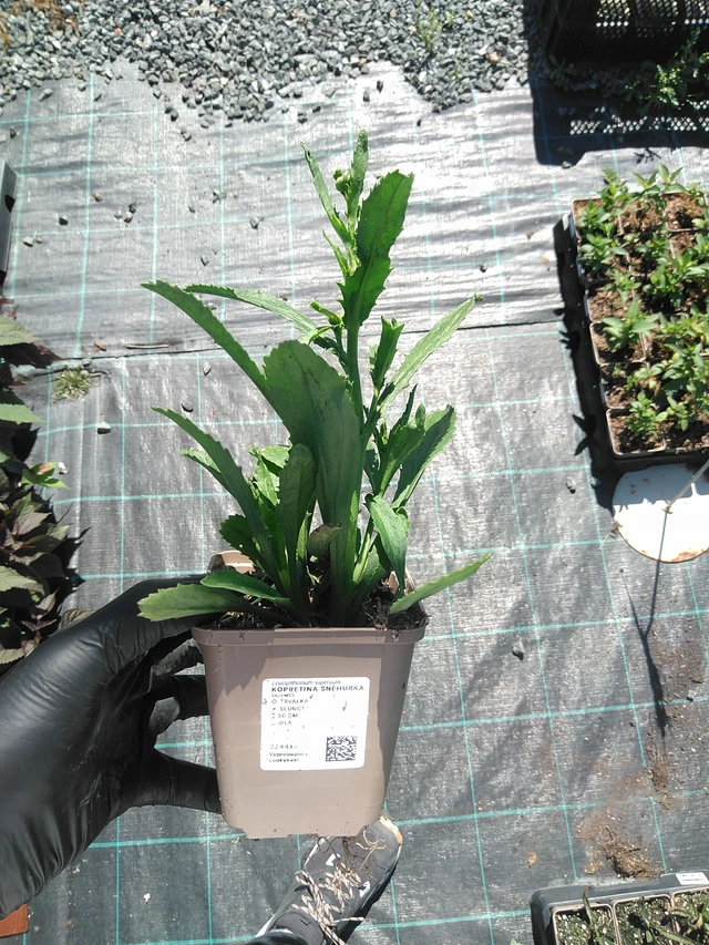 Härjasilm Sněhurka - 19. 8. 2025