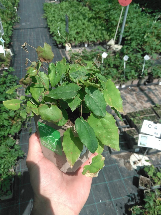 Epimedium Lilac Bicolor - 24. 6. 2025