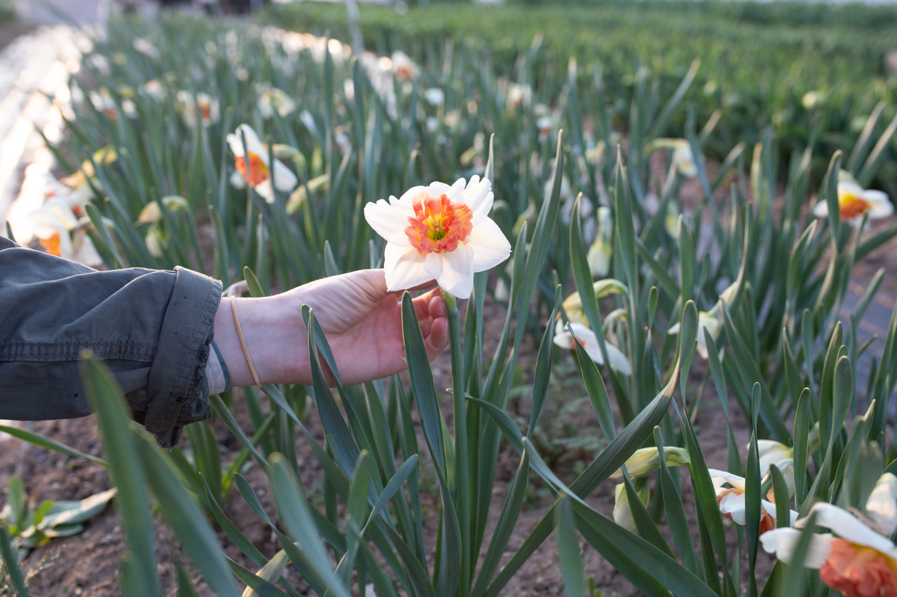 Narsissi Precocious, Loukykvět