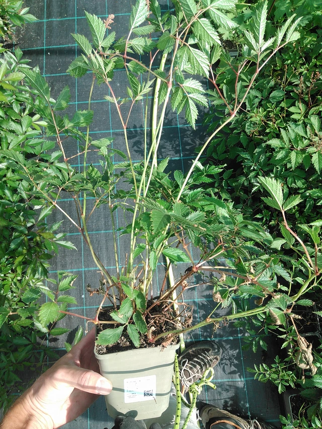 Jaloangervo Cattleya - 24. 6. 2025