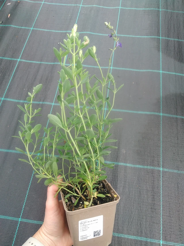 Salvia Blue Note - 17. 7. 2025