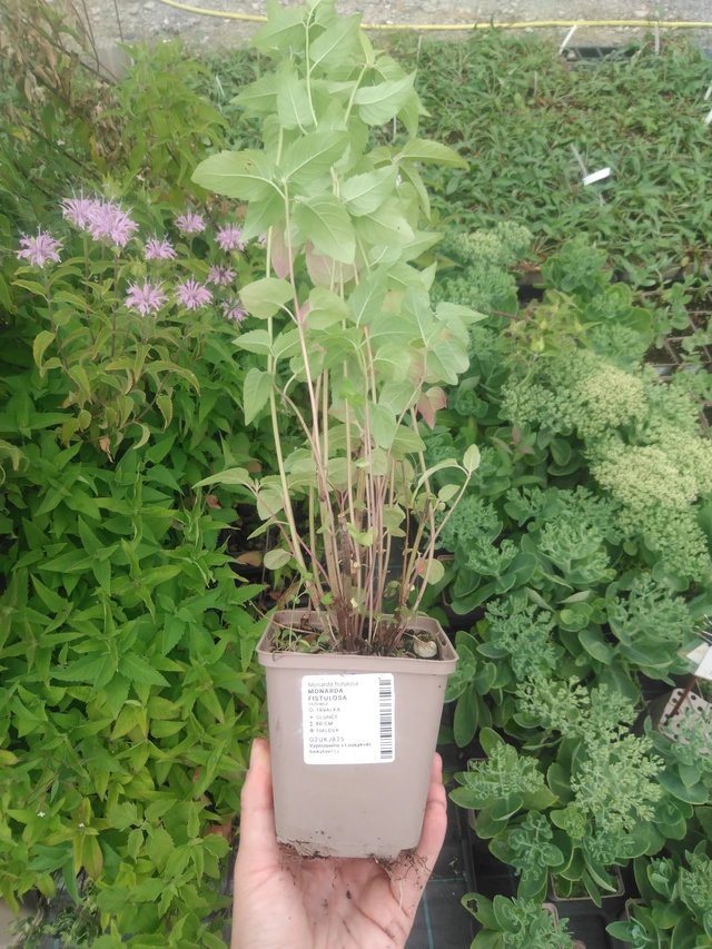 Monarda fistulosa - 2024