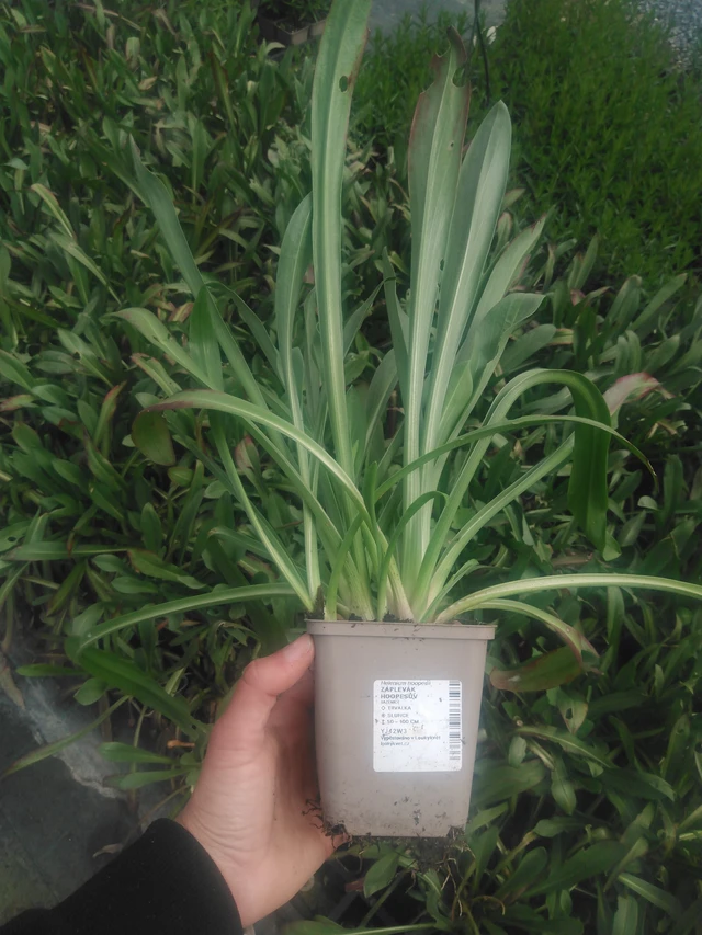 Komeahohdekukka - 2024