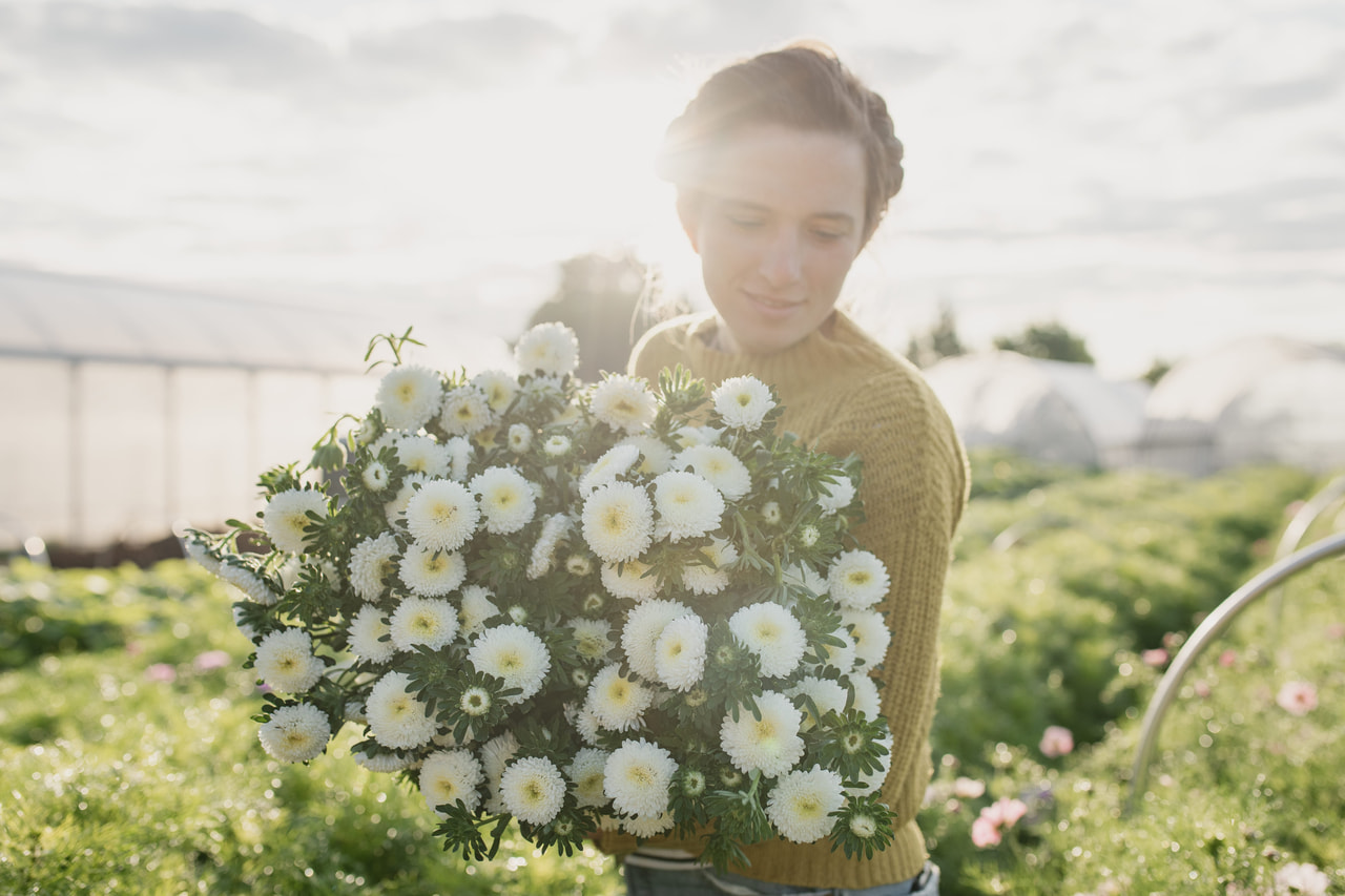 Asteri Bonita White, Loukykvět