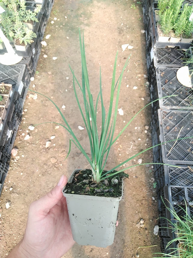 Kiinansipuli - 1. 7. 2025