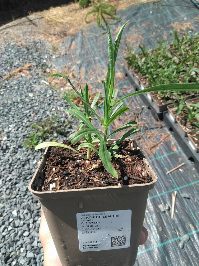 Solidaster Lemore - 24. 6. 2025