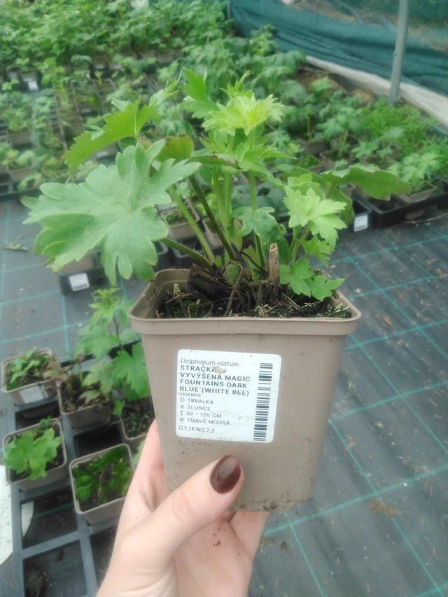 Espuela de caballero Magic Fountains Dark Blue (White Bee) - 2024