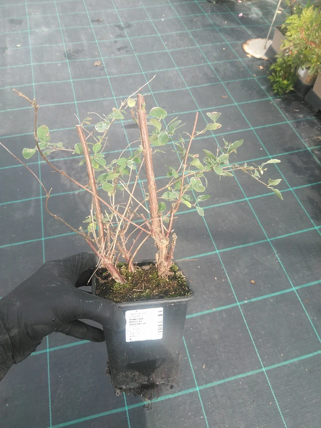 Symphoricarpos Magical Avalanche - 10. 9. 2025