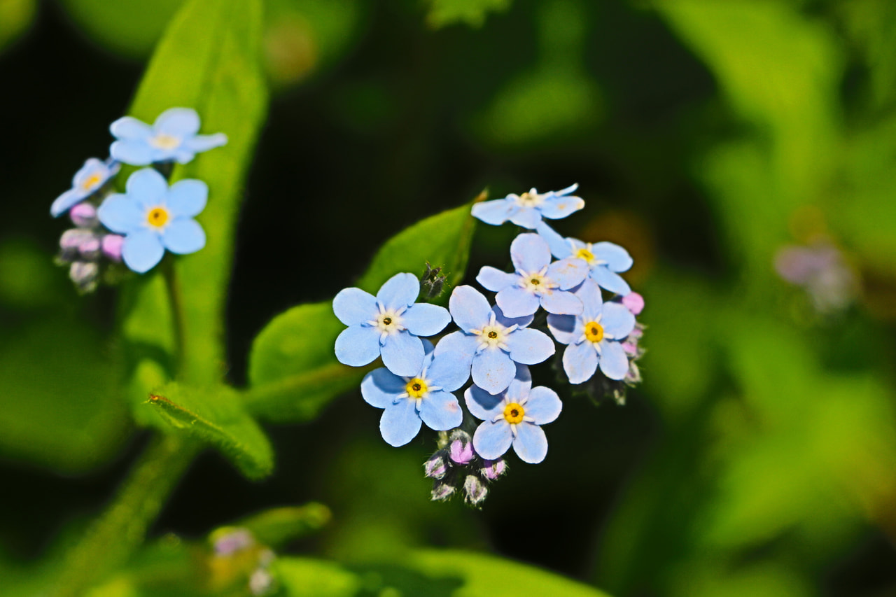 Luhtalemmikki, Loukykvět