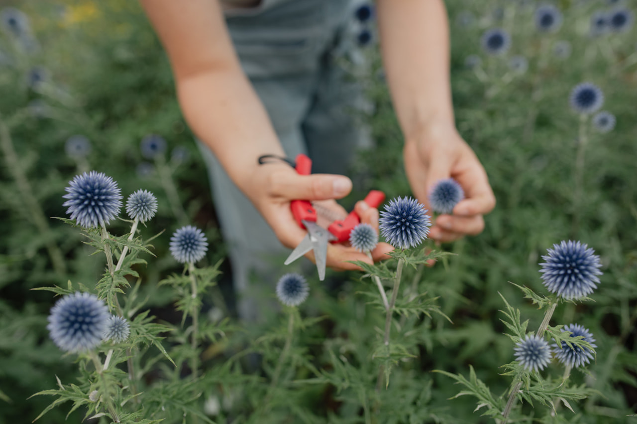 Globe Thistle, Loukykvět