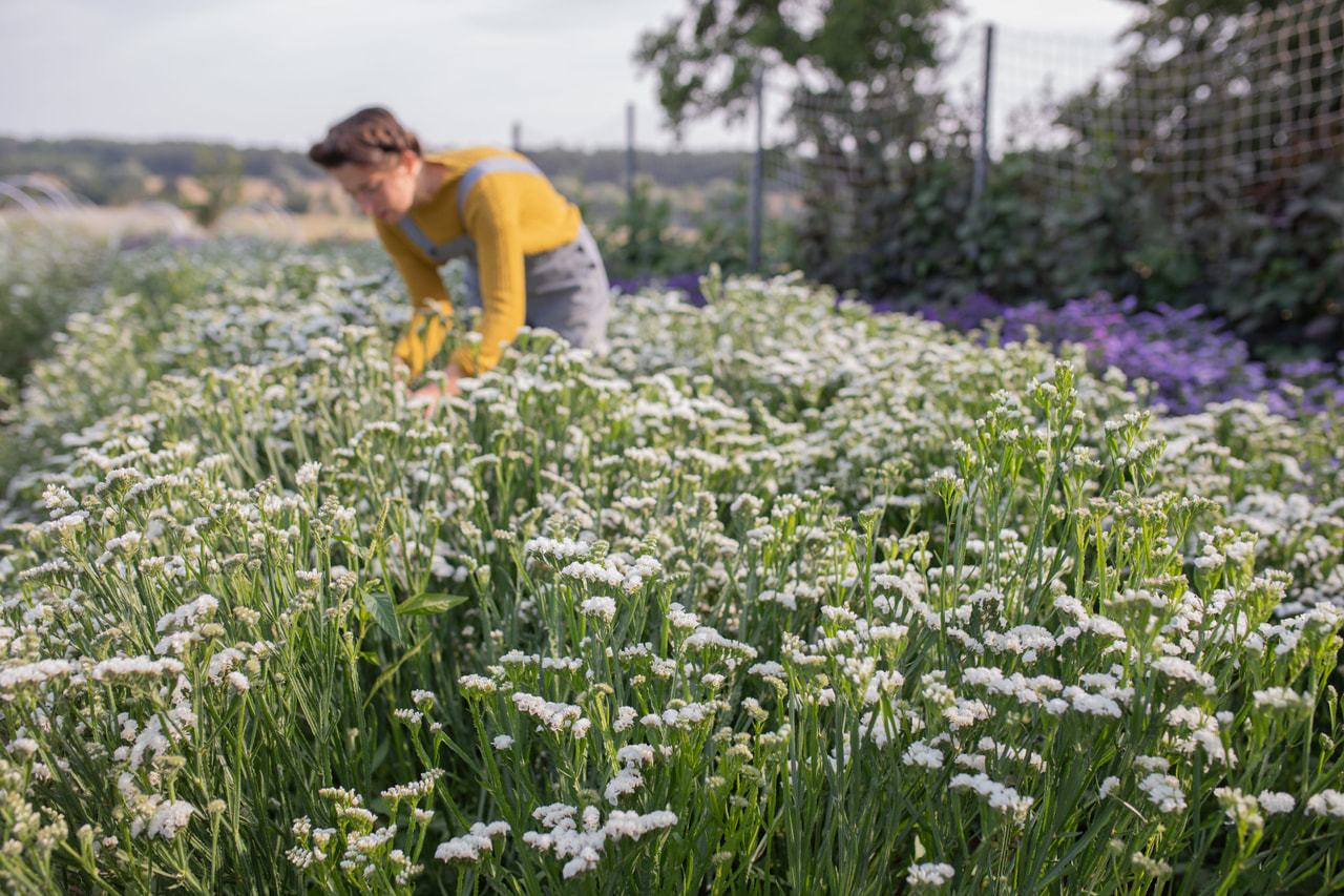 Ikiviuhko QIS White, Loukykvět