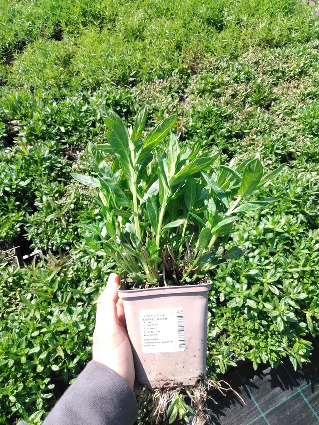 Rantakukka Blush - 13. 5. 2025