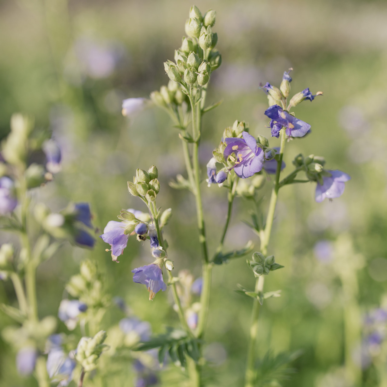 Sinilatva Blue Pearl, Loukykvět