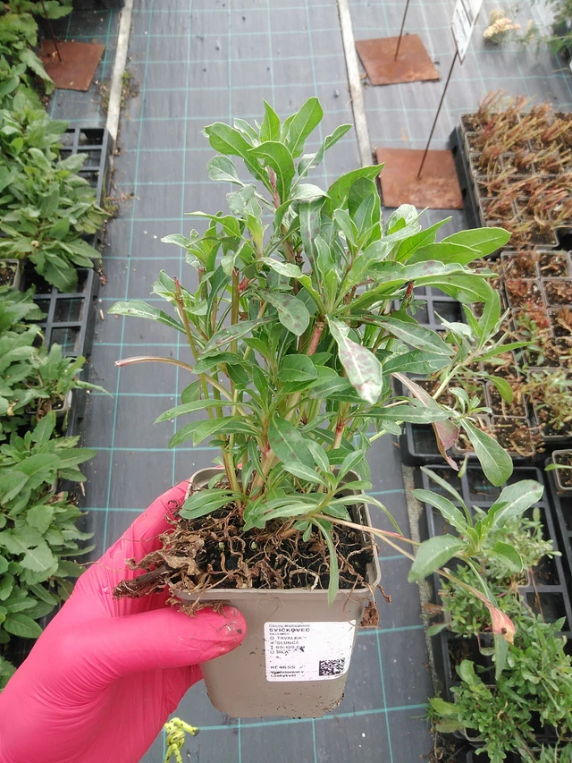 Kesäkynttilä - 29. 7. 2025