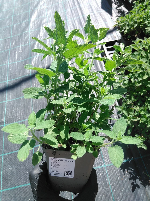 Kissanminttu Dawn to Dusk - 19. 8. 2025