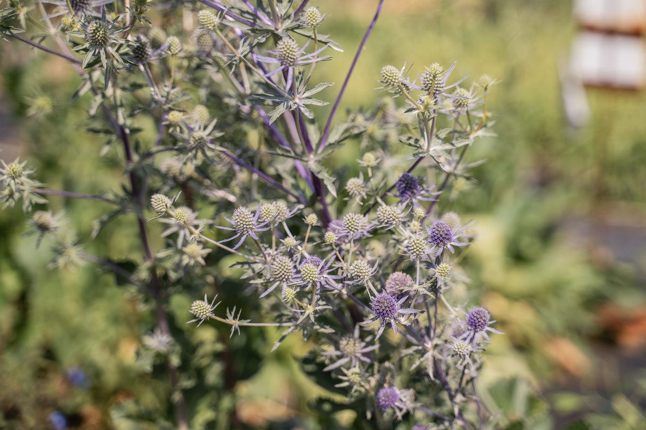 Eryngium Glitter Blue, Loukykvět