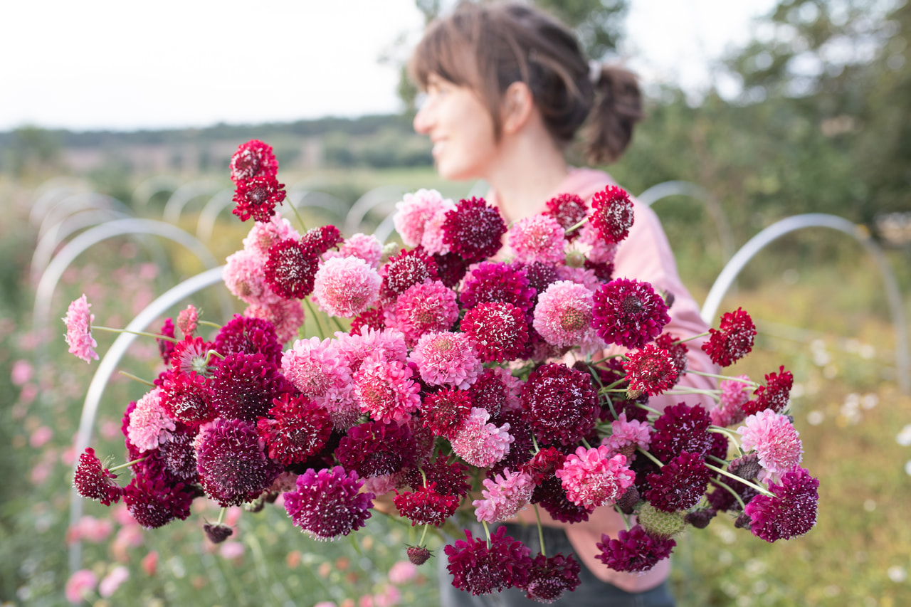 Törmäkukka Berries Mix, Loukykvět