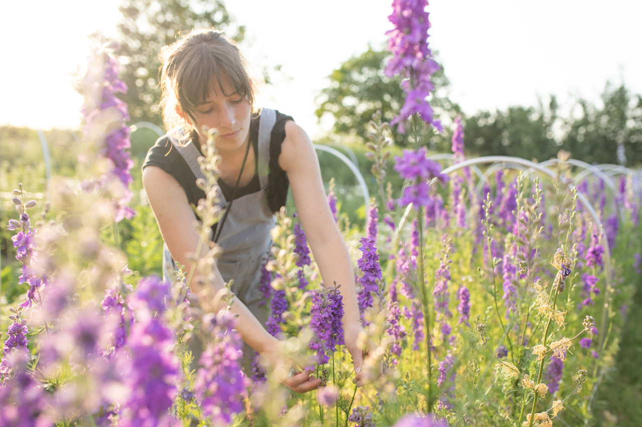 Larkspur QIS Lilac, Loukykvět