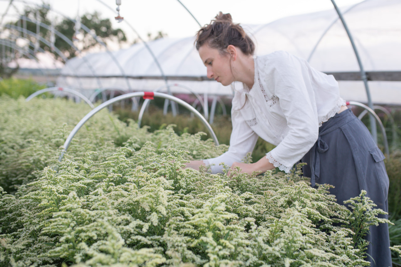 Piisku Moonlight Glory, Loukykvět