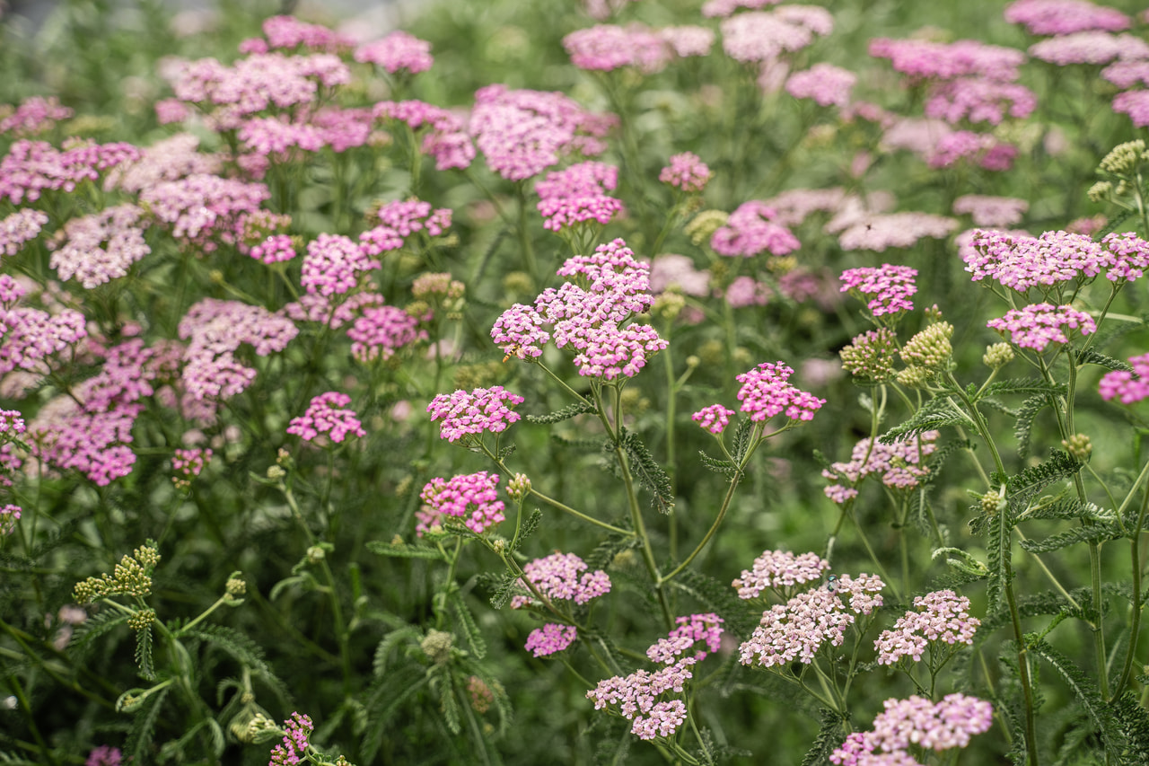 Siankärsämö Lilac Beauty, Loukykvět