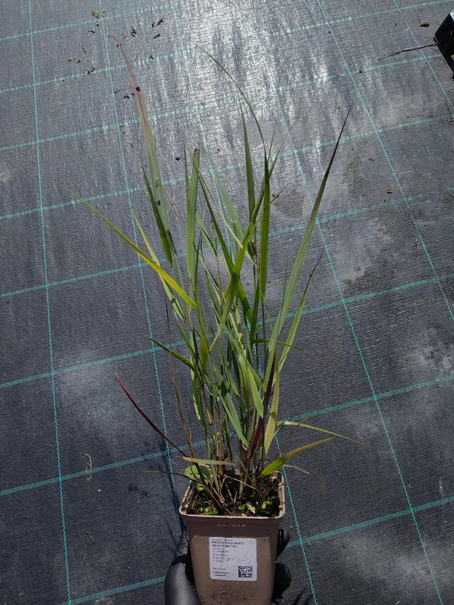 Virginianhirssi Heavy Metal - 11. 9. 2025