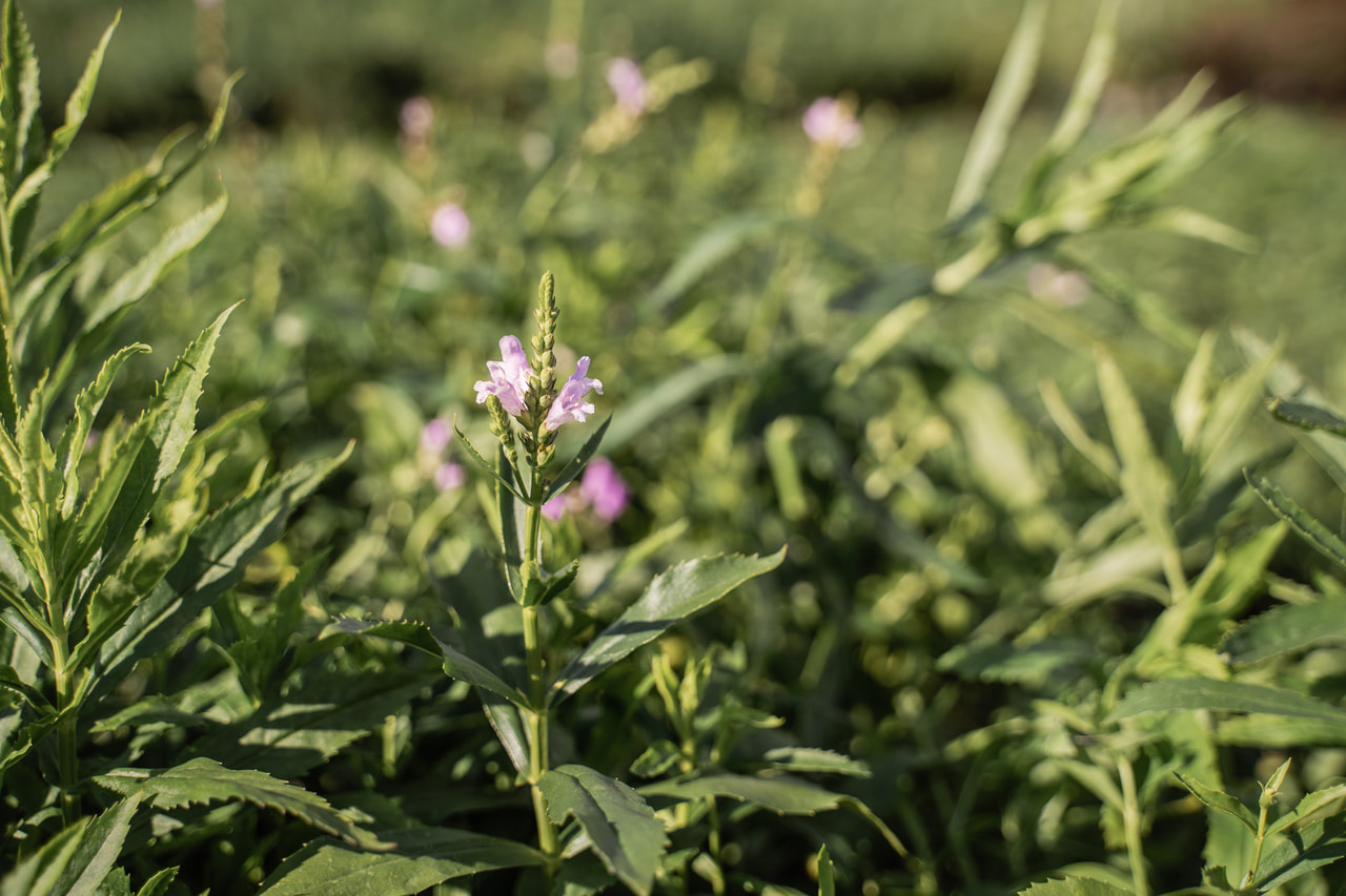 Kellopeippi Bouquet Rose, Loukykvět